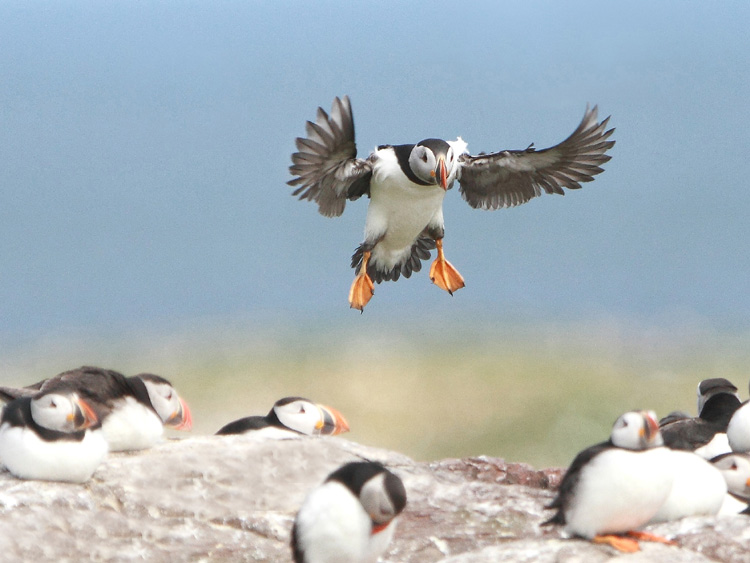 Puffin in flight